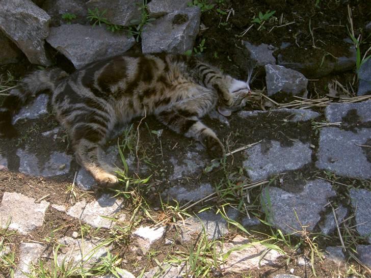 Blanding af racer Bettemis billede 7