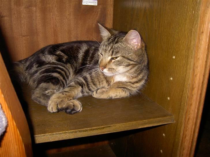 Blanding af racer Bettemis billede 8