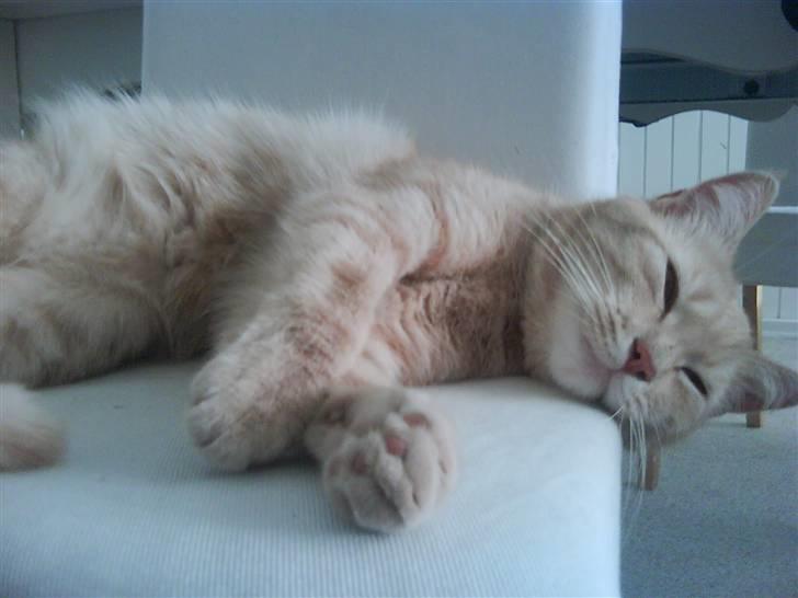 Huskat Molly billede 1