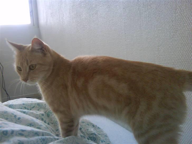 Huskat Molly billede 2