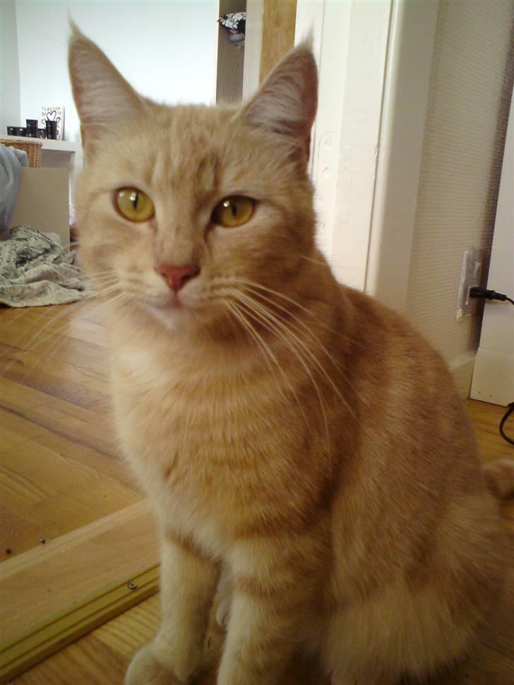 Huskat Molly billede 3