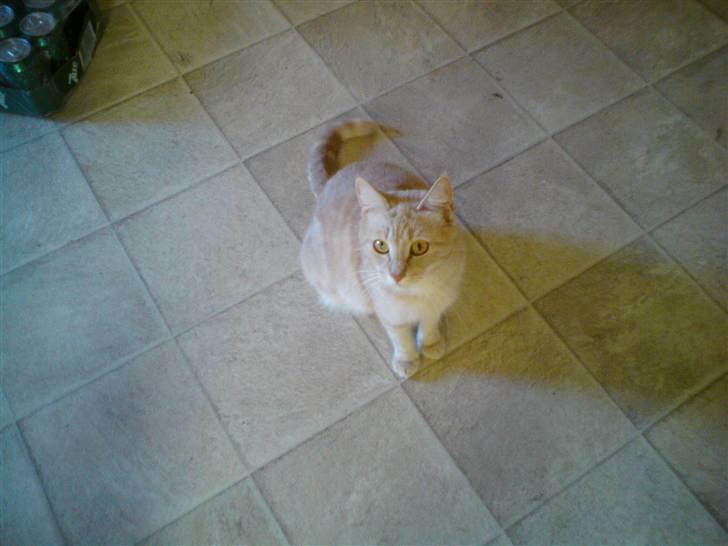 Huskat Molly billede 4