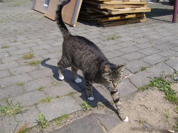 Blanding af racer Futte billede 2