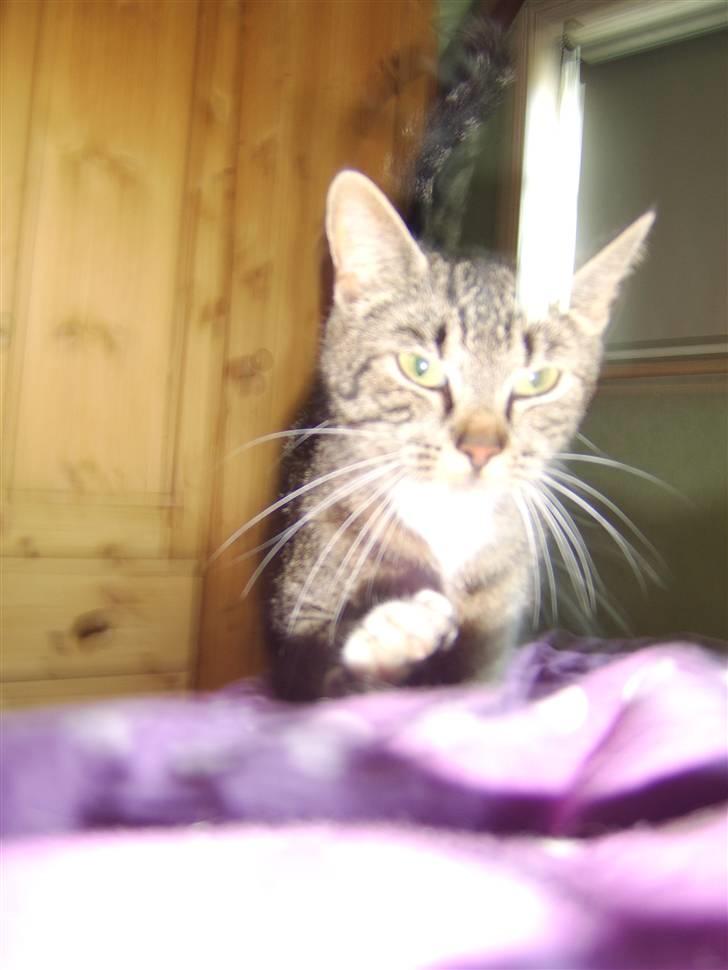 Blanding af racer Futte billede 3