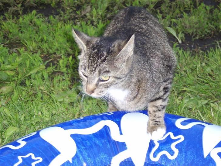 Blanding af racer Futte billede 4