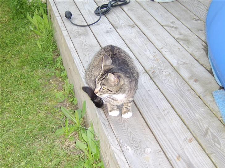 Blanding af racer Futte billede 5