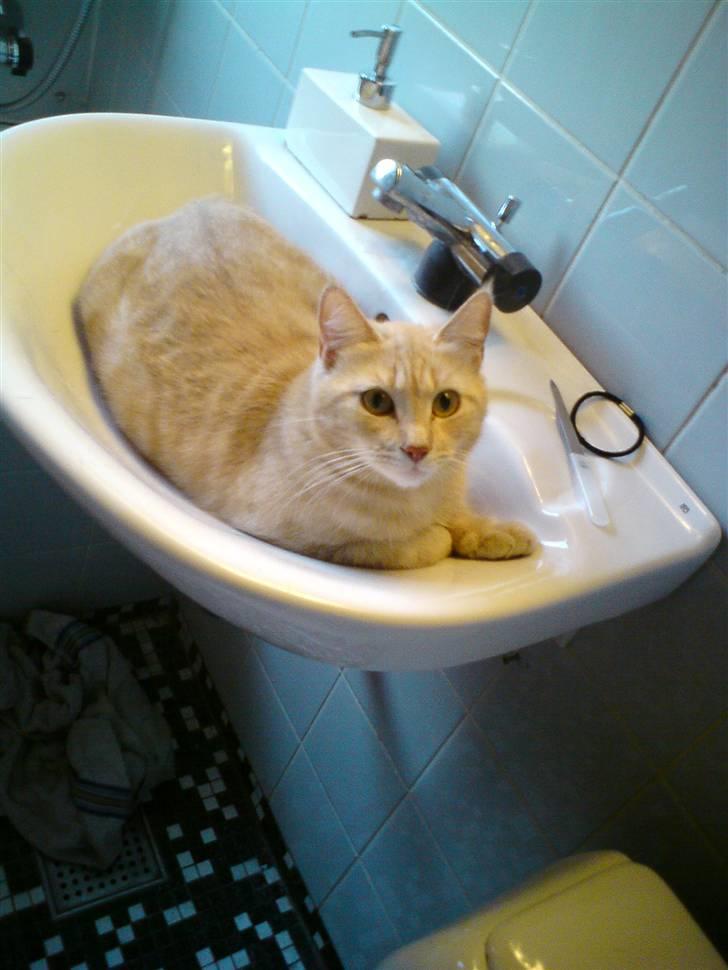 Huskat Molly billede 5