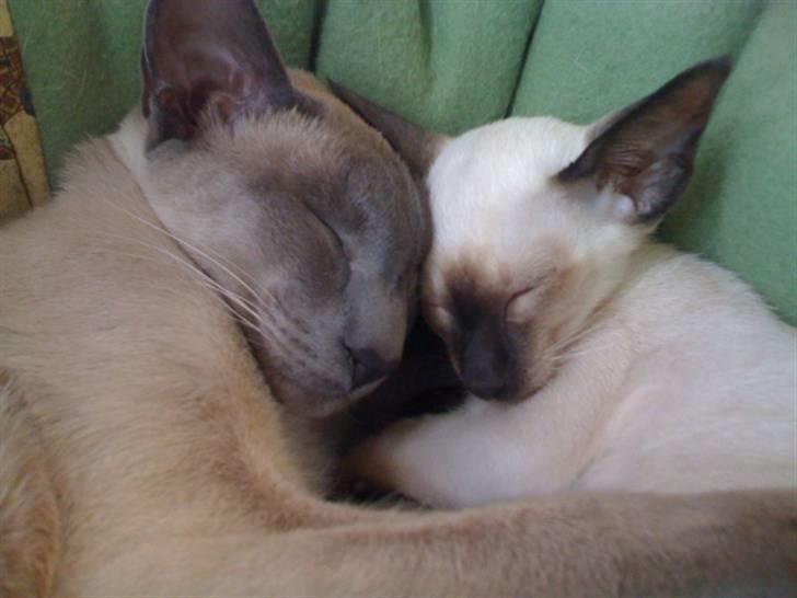 Siameser Artos billede 10