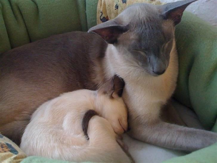 Siameser Artos billede 11