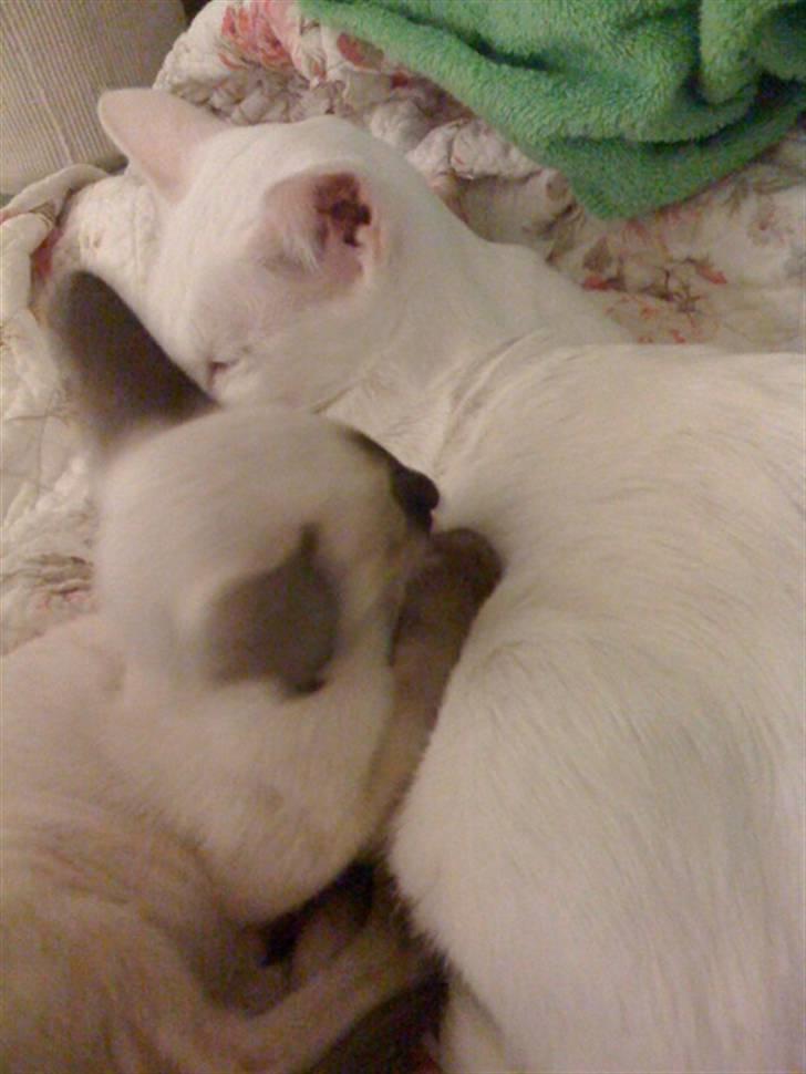 Siameser Artos billede 12