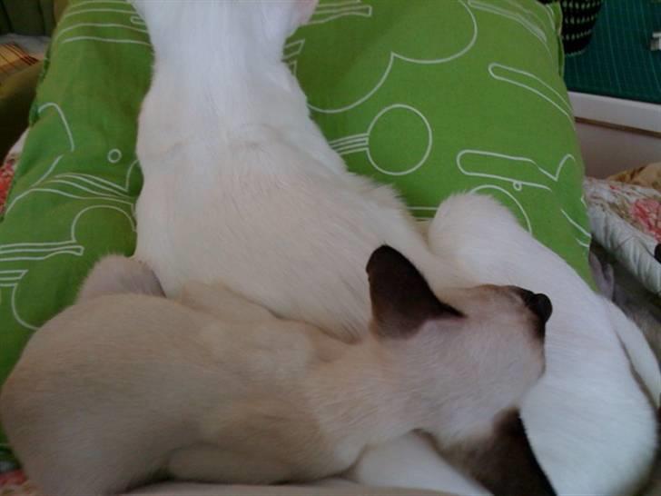 Siameser Artos billede 13