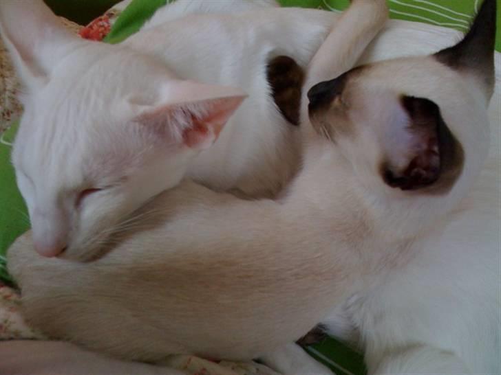 Siameser Artos billede 14