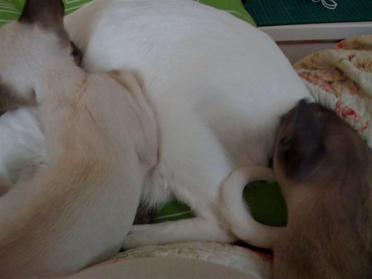 Siameser Artos billede 15