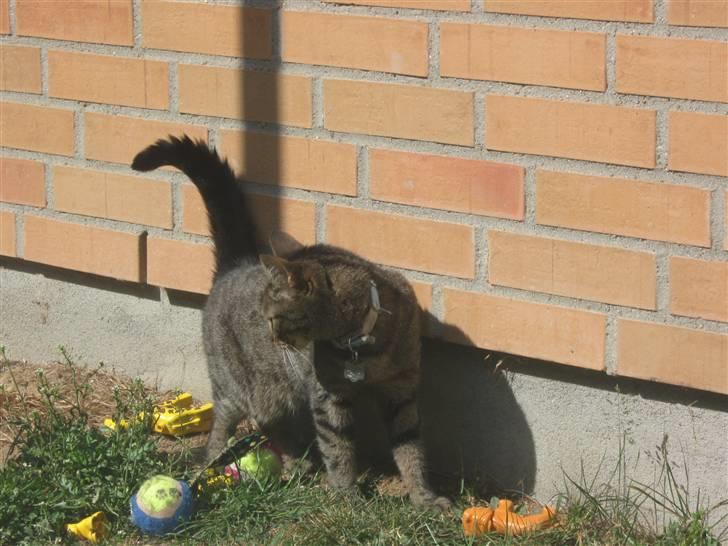 Huskat WeeeNut Liana Thomsen billede 7