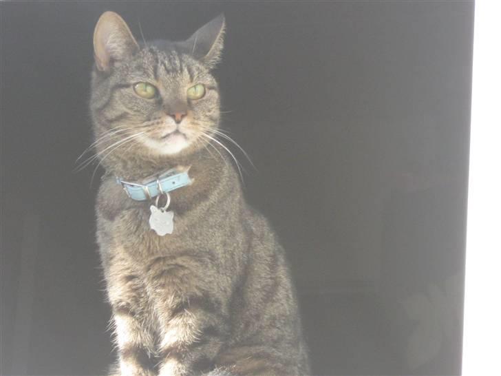 Huskat WeeeNut Liana Thomsen billede 8