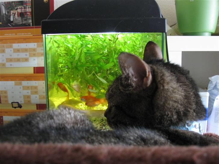 Huskat WeeeNut Liana Thomsen billede 9