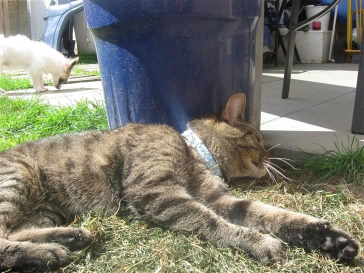 Huskat WeeeNut Liana Thomsen billede 10