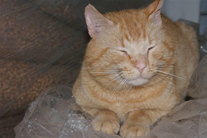 Blanding af racer Garfield <3 billede 11