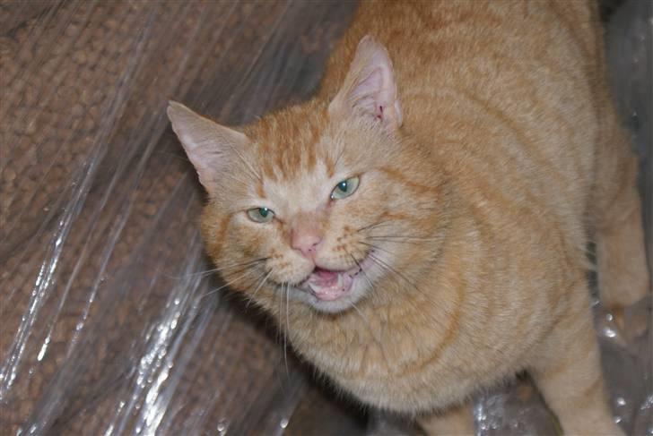 Blanding af racer Garfield <3 billede 12