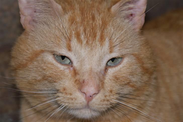 Blanding af racer Garfield <3 billede 13