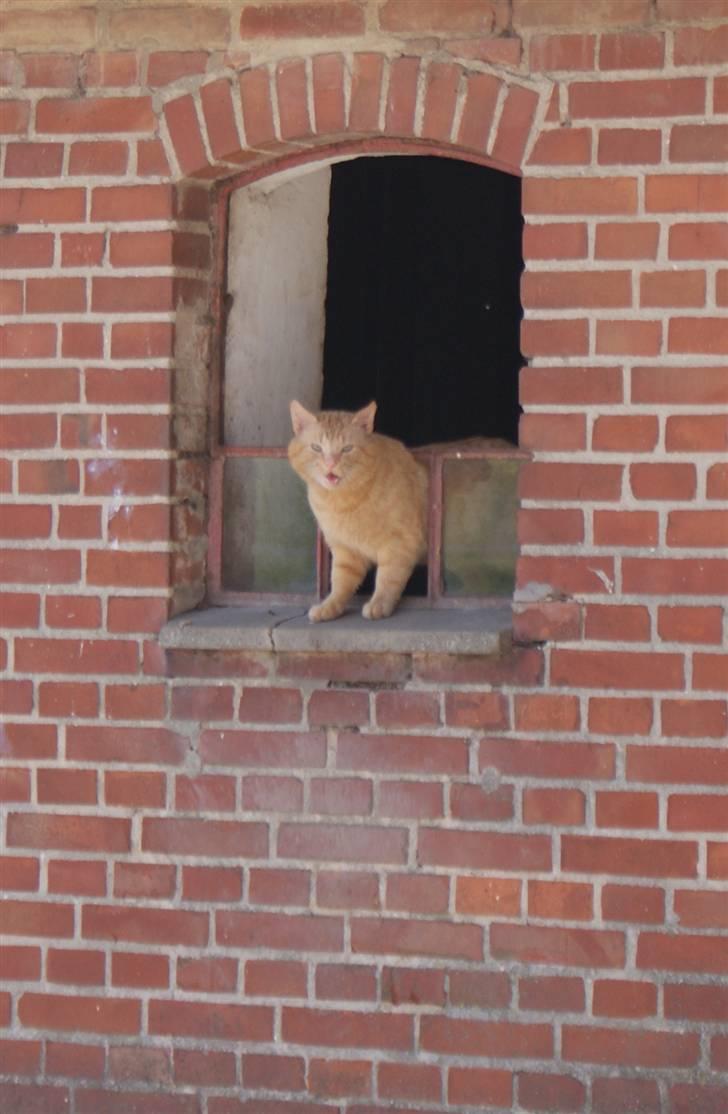 Blanding af racer Garfield <3 billede 14