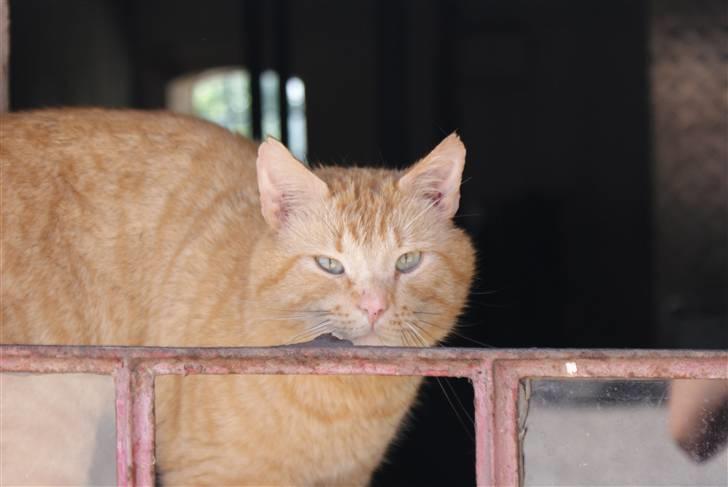 Blanding af racer Garfield <3 billede 15