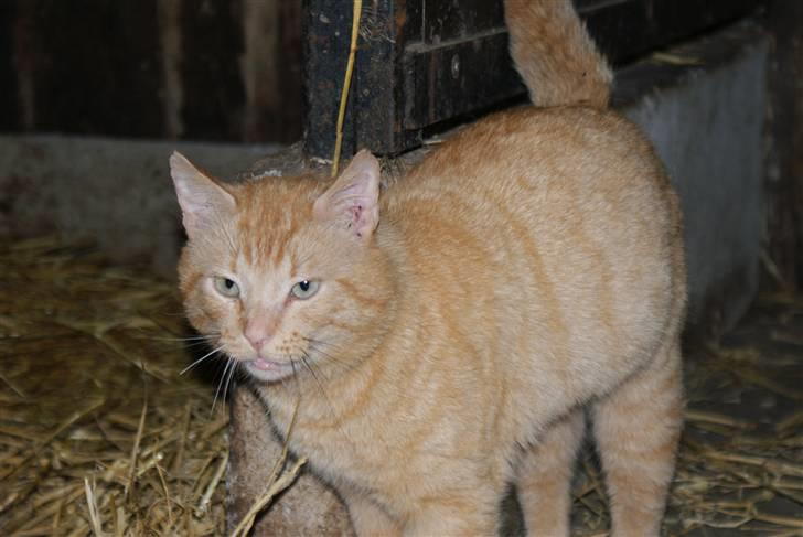 Blanding af racer Garfield <3 billede 16