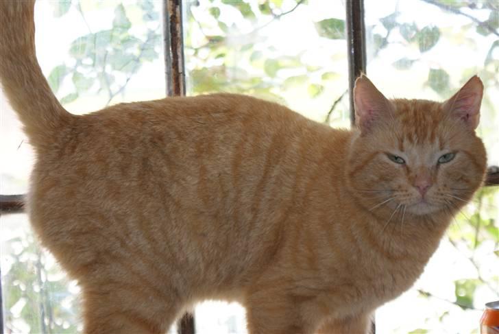 Blanding af racer Garfield <3 billede 17