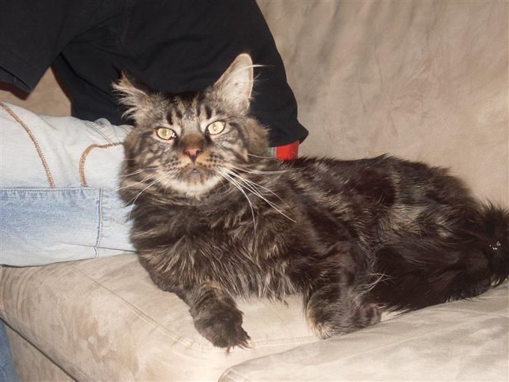 Maine Coon Sylvester - det er så dejligt når jeg kan putte mig op af gæsterne i sofaen.... billede 2