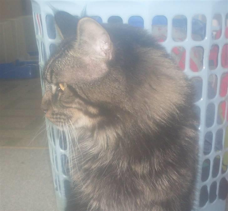 Maine Coon Sylvester - min smukke basse billede 4