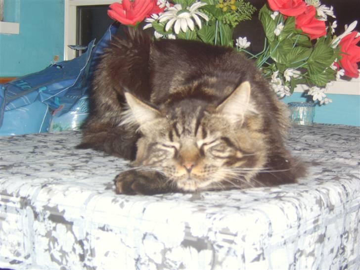 Maine Coon Sylvester - sover lige på bordet.... billede 6