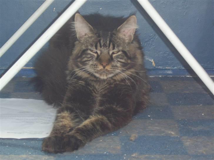 Maine Coon Sylvester - slapper lige under "Mors" vasketøj.... billede 7