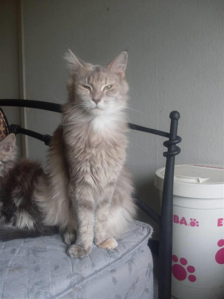 Maine Coon Jabba R.I.P mor´s baby - taget den 12/9-09 billede 1