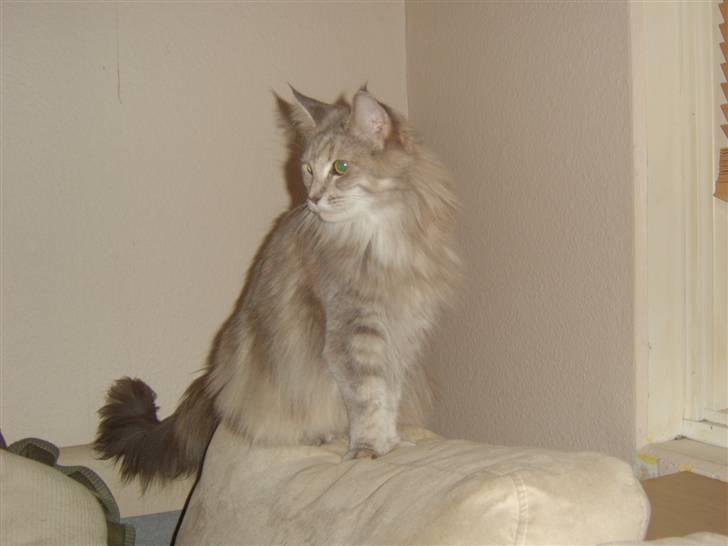 Maine Coon Jabba R.I.P mor´s baby - jeg gider ikk lege nu gå væg..... billede 2