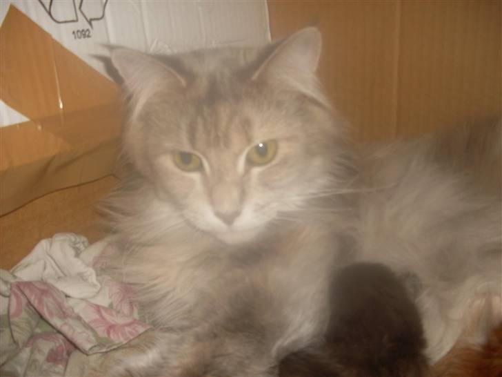 Maine Coon Jabba R.I.P mor´s baby - putter lige sammen med mine babyer..... billede 3
