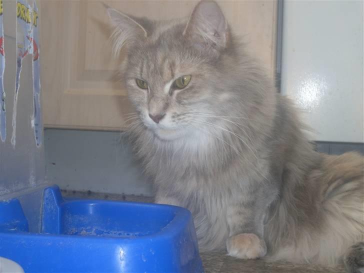 Maine Coon Jabba R.I.P mor´s baby - "Mor lad mig nu være jeg gider ikk ha taget billeder nu....*GGG* billede 4