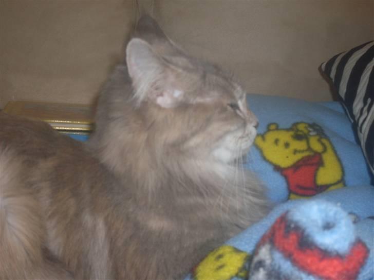 Maine Coon Jabba R.I.P mor´s baby - STOP så "mor"har sagt jeg ikk gider....*GGG* billede 5