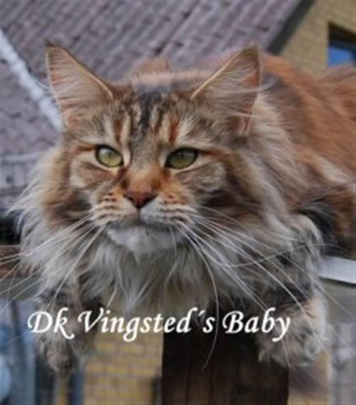 Maine Coon DK Vingsted´s Baby billede 1