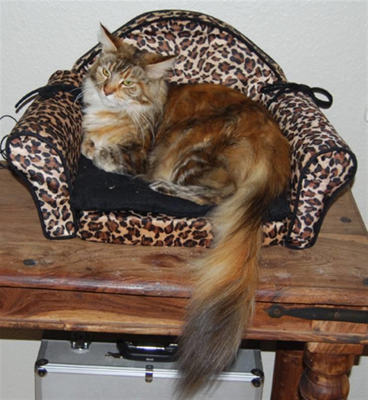 Maine Coon DK Vingsted´s Baby billede 2