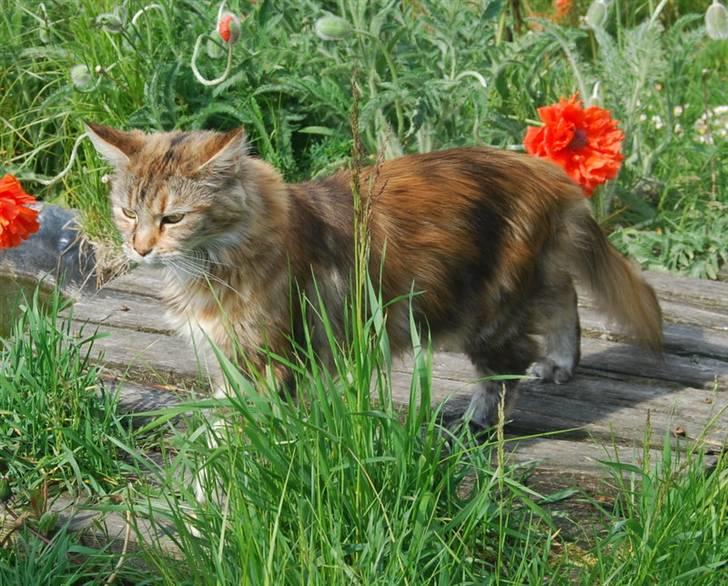 Maine Coon DK Vingsted´s Baby billede 3