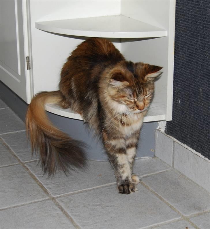 Maine Coon DK Vingsted´s Baby billede 4