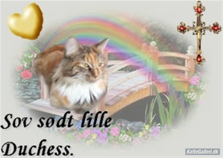 Maine Coon Duchess R.I.P min skat - her er hun kun 4 mdr billede 1