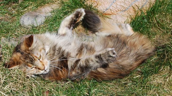 Maine Coon DK Vingsted´s Baby billede 5
