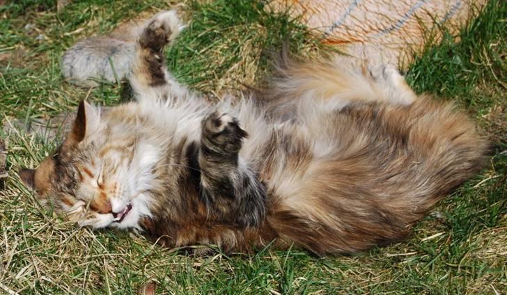 Maine Coon DK Vingsted´s Baby billede 6