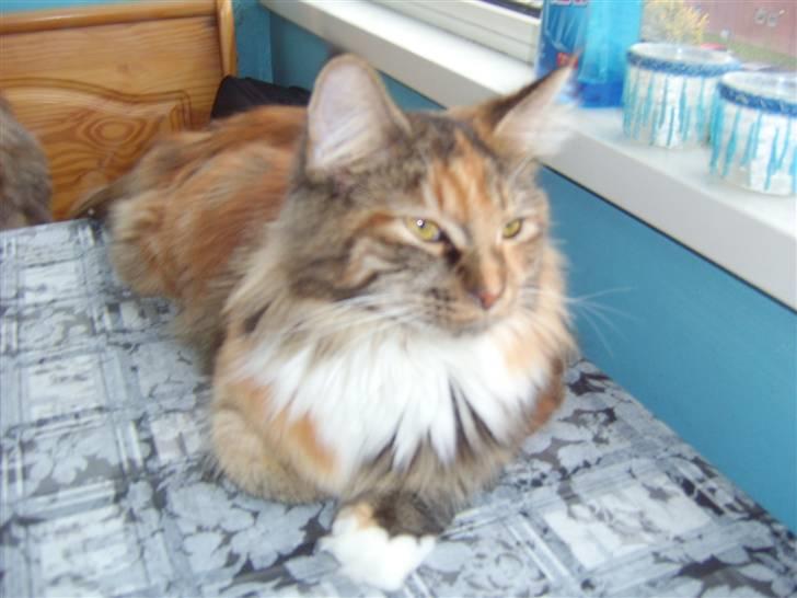 Maine Coon Duchess R.I.P min skat - nyder lidt solen en varm sommerdag på altanen.... billede 2
