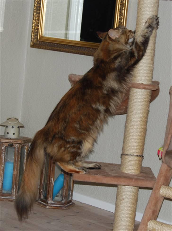 Maine Coon DK Vingsted´s Baby billede 7