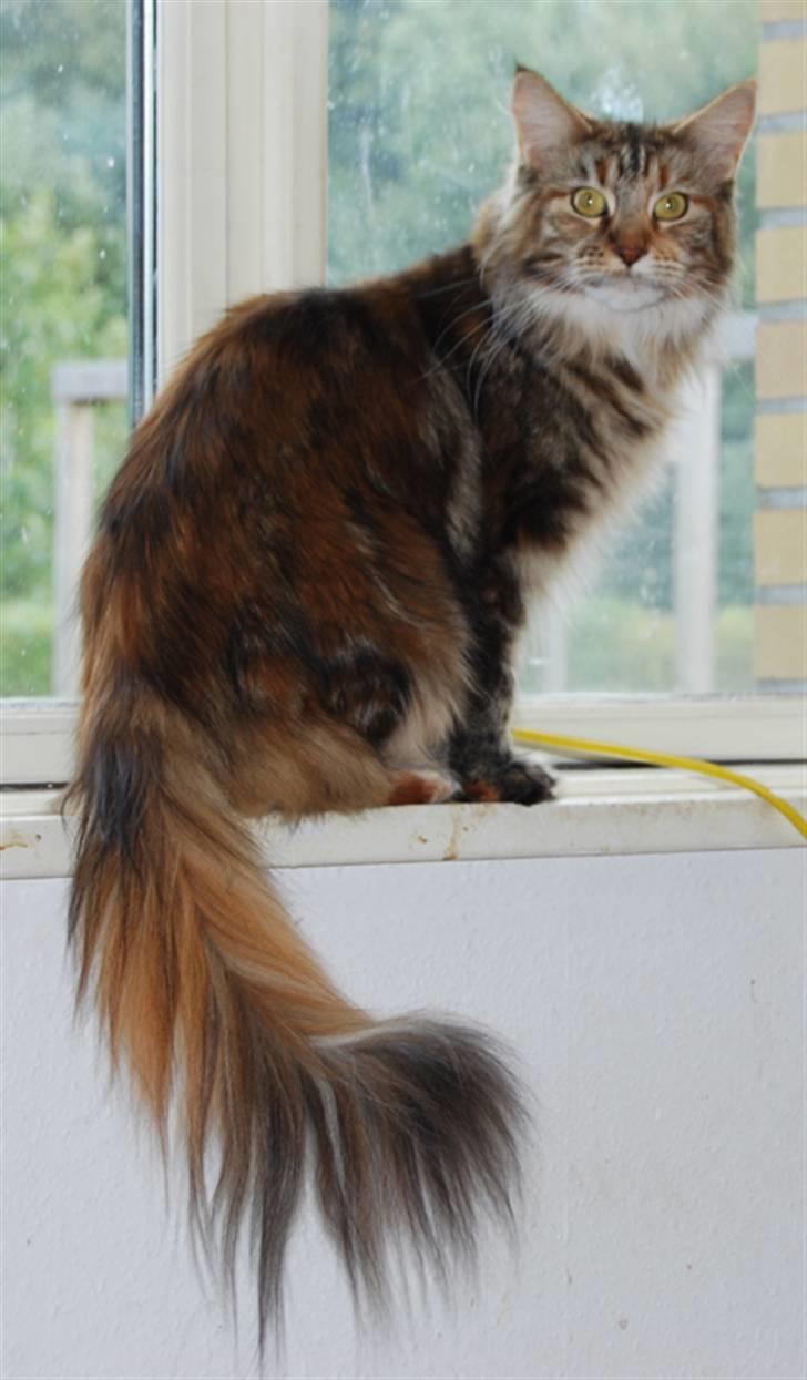 Maine Coon DK Vingsted´s Baby billede 8