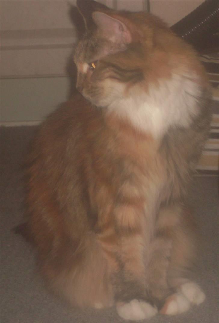 Maine Coon Duchess R.I.P min skat - "Mor" gider ikk lige nu hi hi billede 3