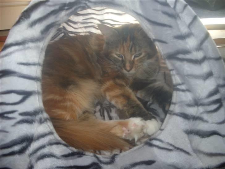 Maine Coon Duchess R.I.P min skat - putter lige i den dejlige hule "mor" lige har købt til os..... billede 4