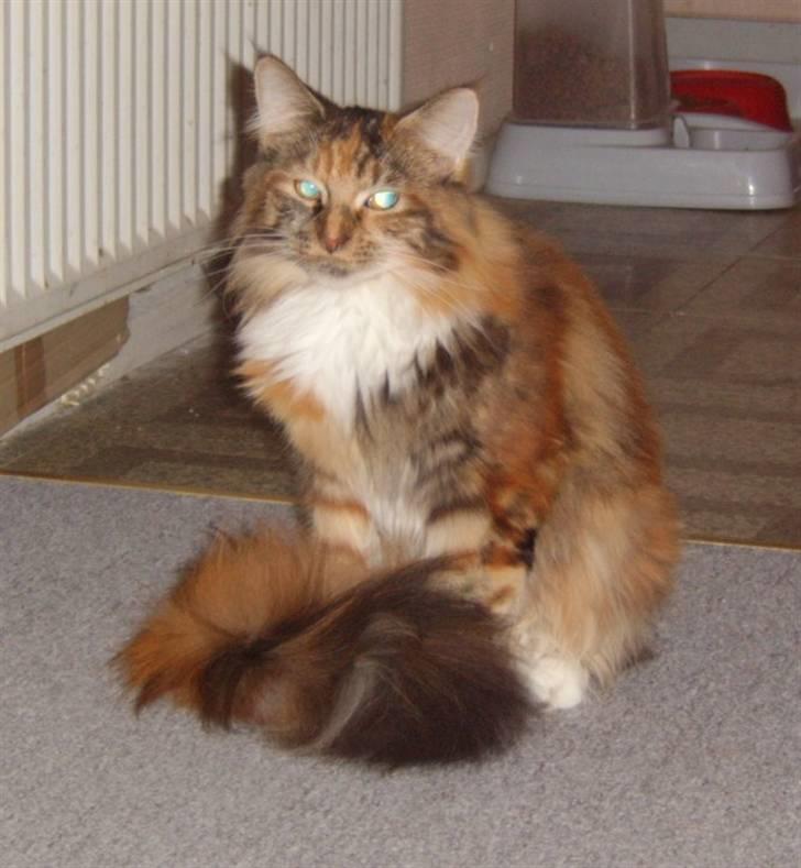 Maine Coon Duchess R.I.P min skat - skynd dig nu lidt "mor" gider ikk sidde stille for længe..... billede 5